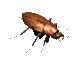 A small gif of a cockroach.