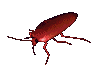 A small gif of a cockroach.