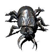 A gif of a beetle walking towards the viewer.